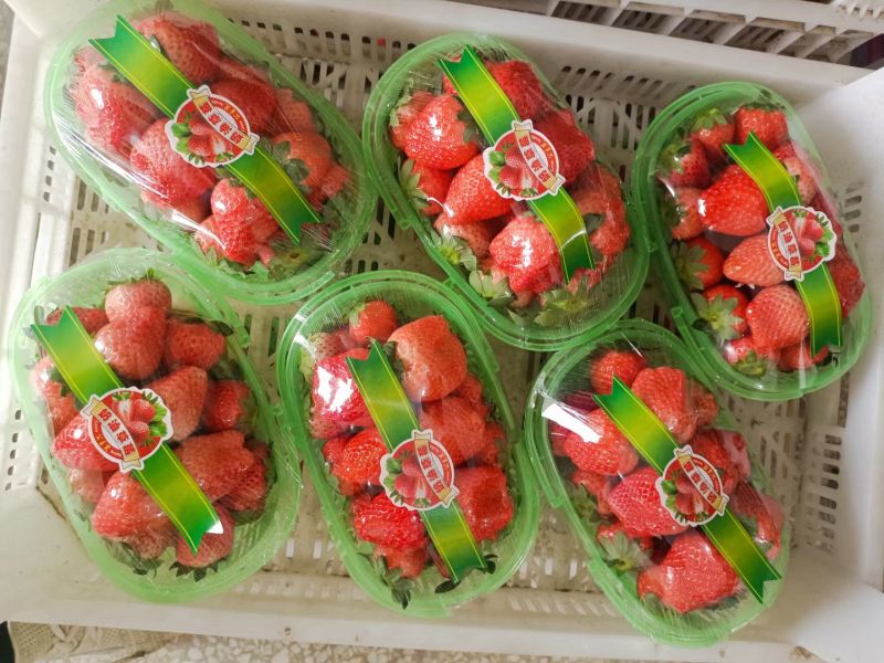 徐州贾汪耿集草莓开始少量供应代收代购，支持一件代发