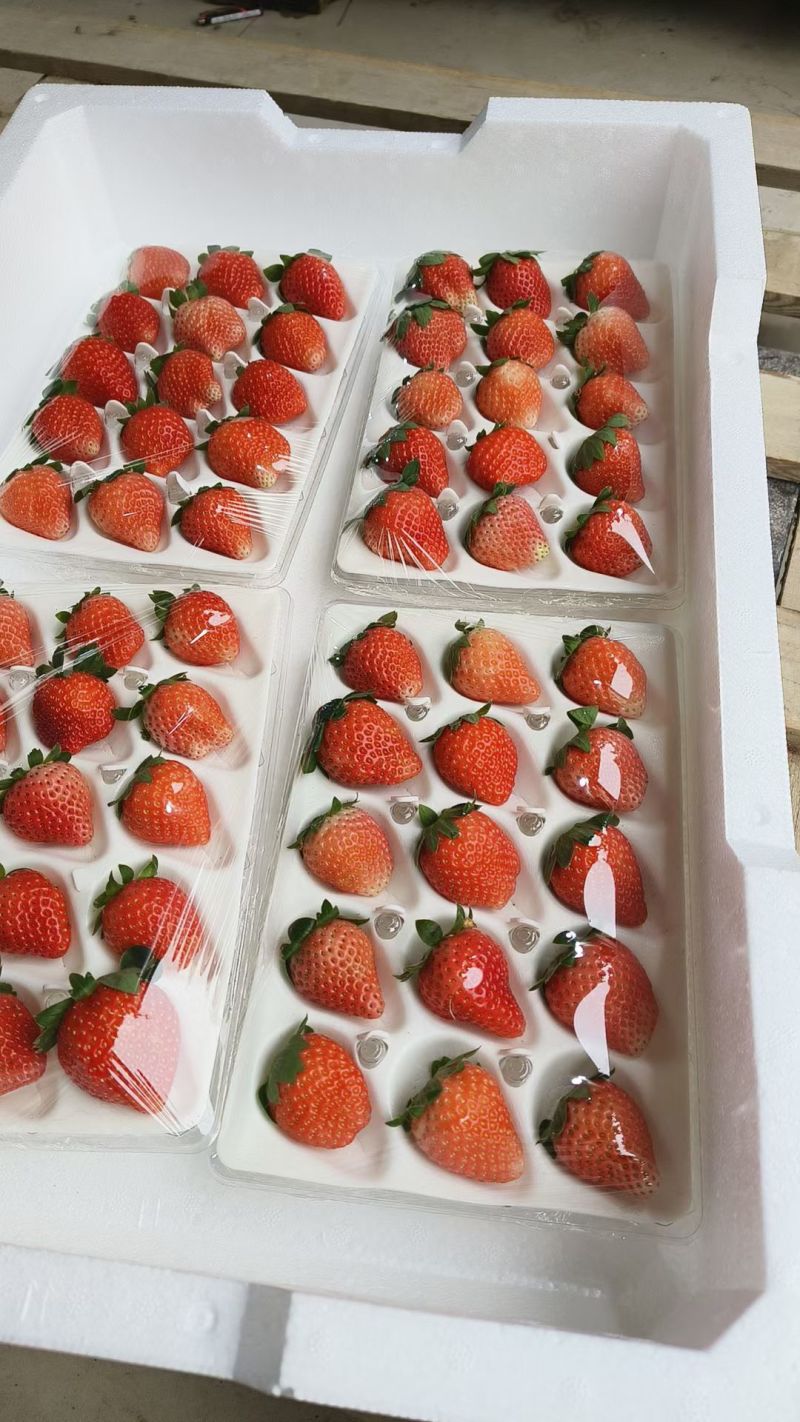 徐州贾汪耿集草莓开始少量供应代收代购，支持一件代发