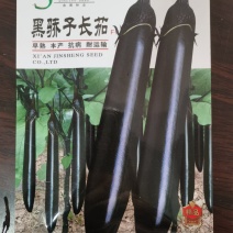 黑骄子长茄改良黑霸渝茄12号种子耐老化外型美观