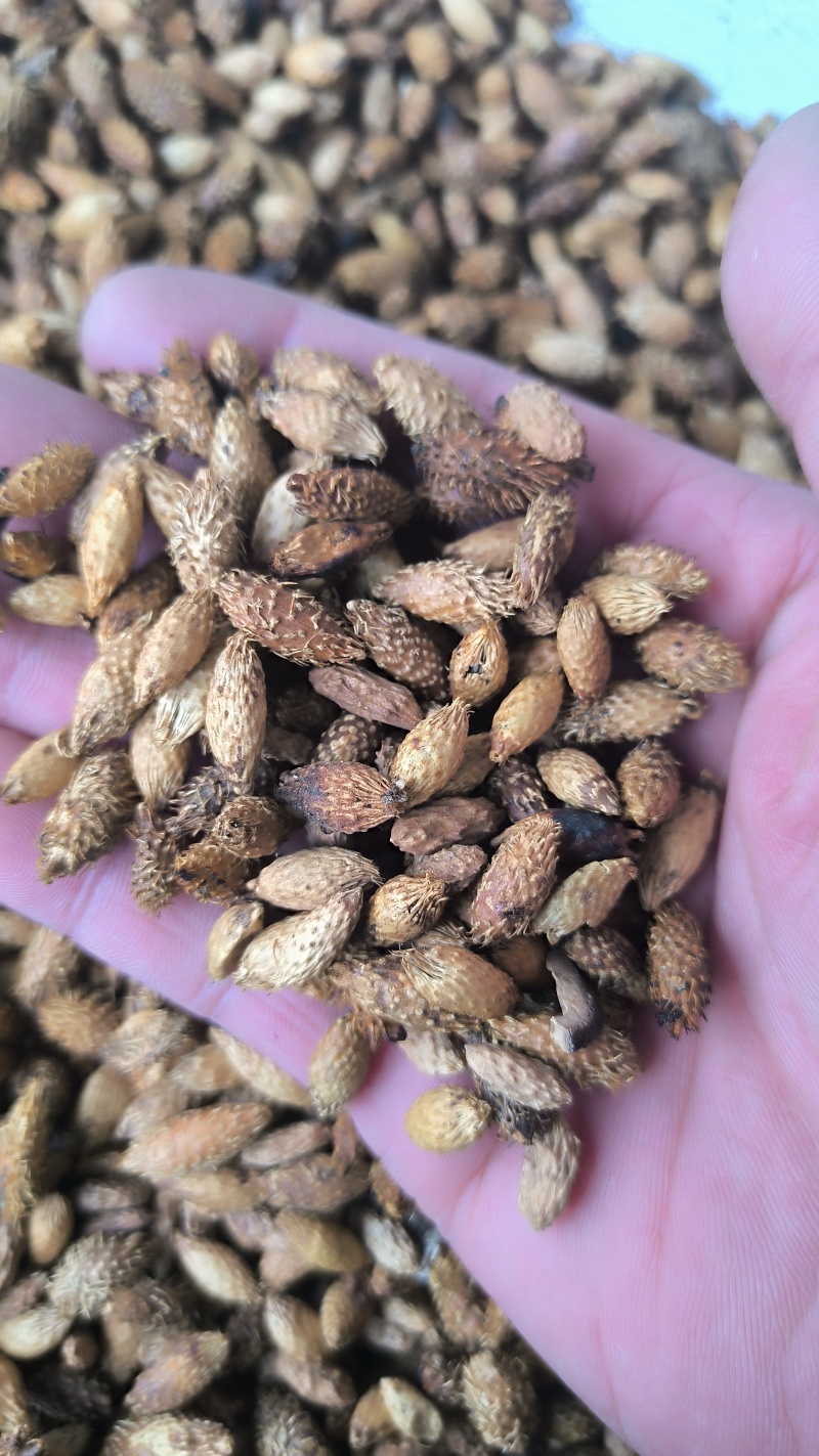 苍耳子炒苍耳子批发各种规格中药材质量保证量大从优