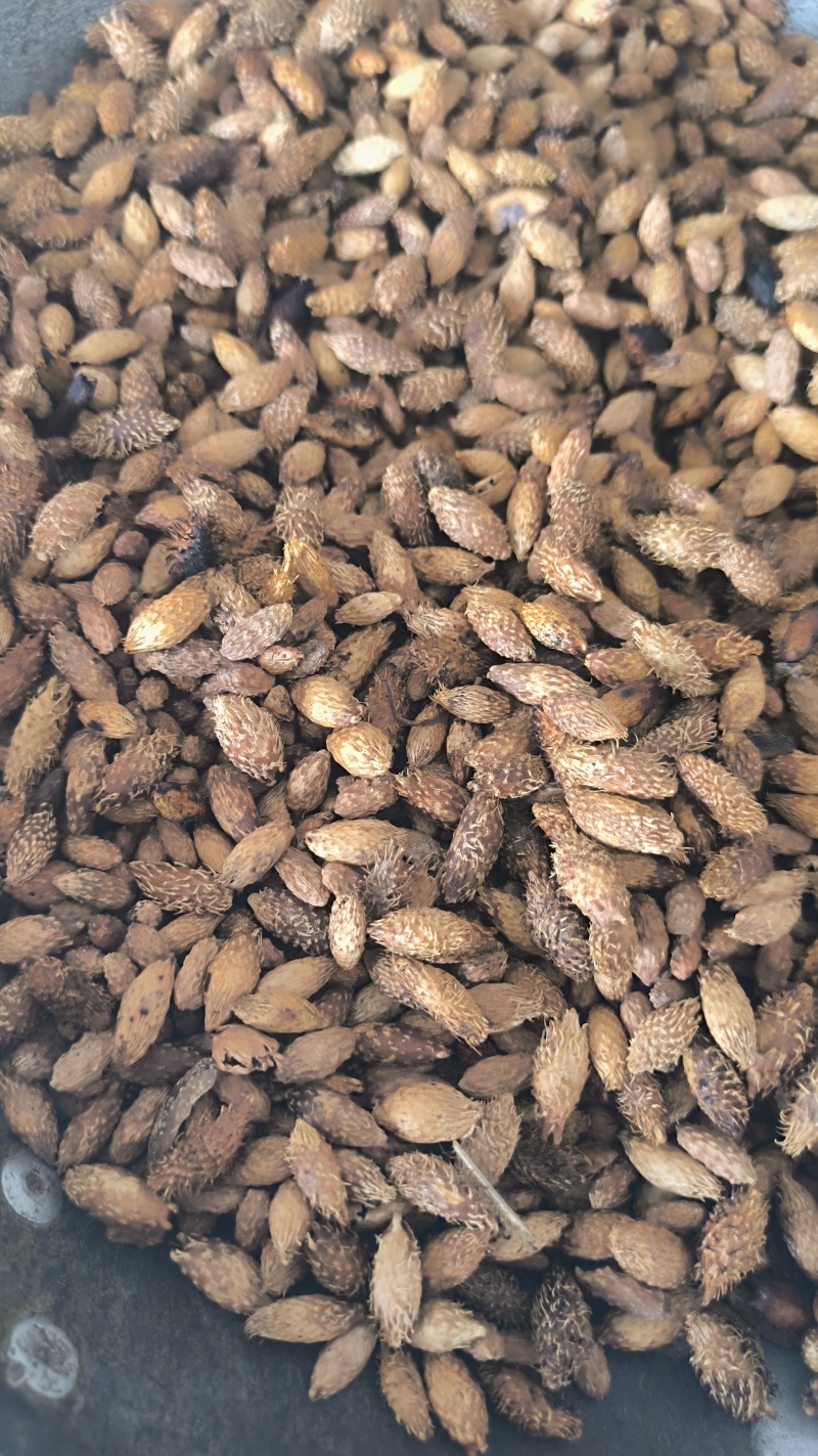 苍耳子炒苍耳子批发各种规格中药材质量保证量大从优