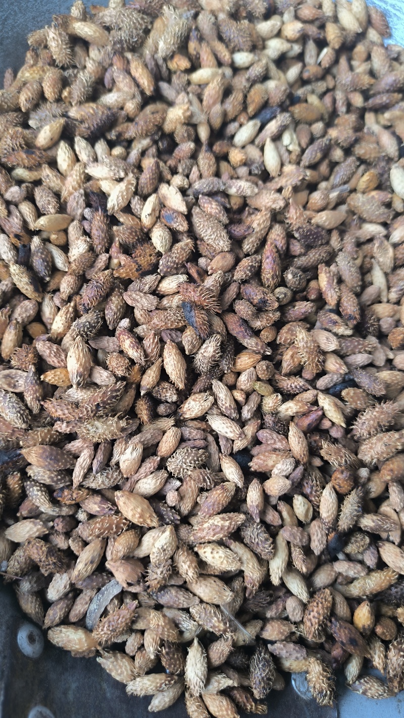 苍耳子炒苍耳子批发各种规格中药材质量保证量大从优