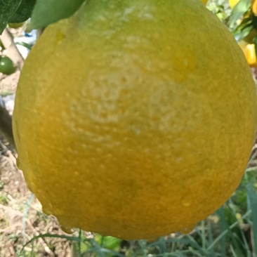 春见耙耙柑