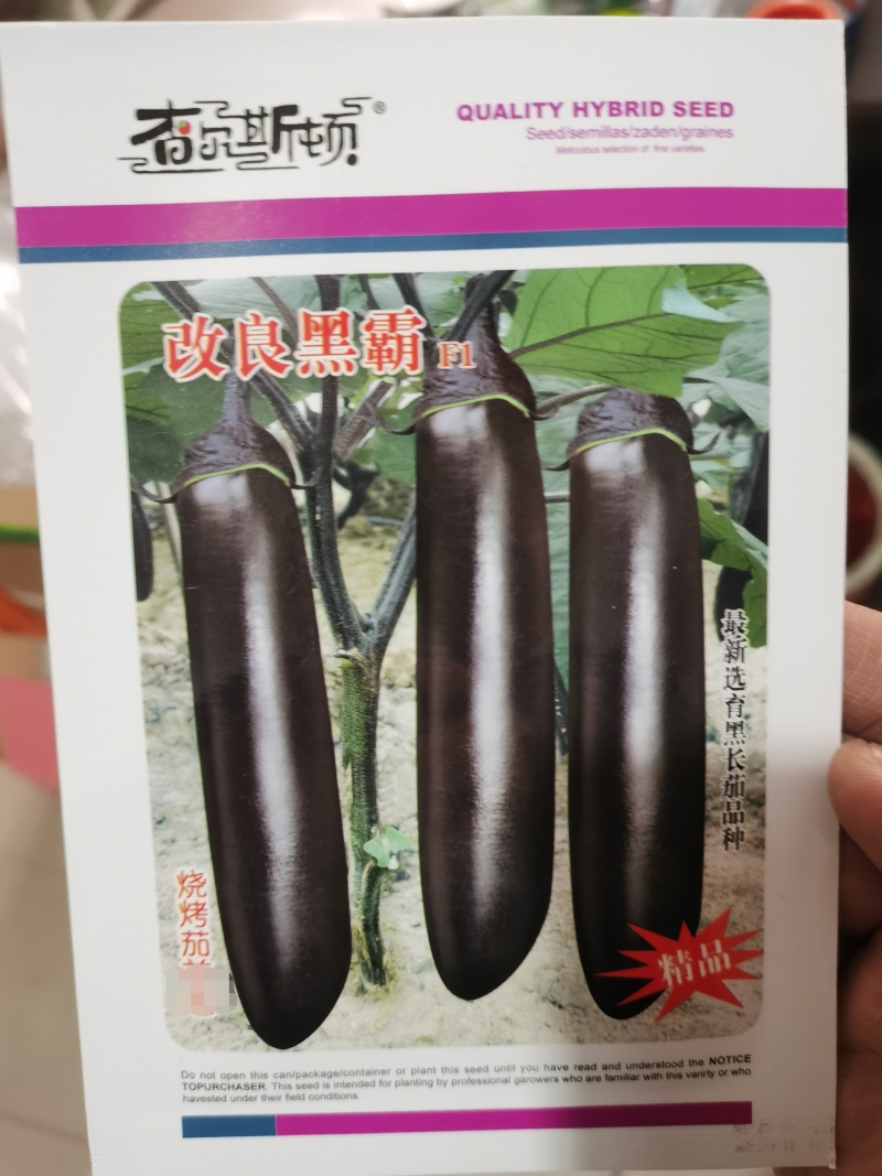 春秋长茄鸿运早茄越豪919系列紫茄子品种