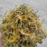 野生金银花，大山深处自然凉晒干货统货