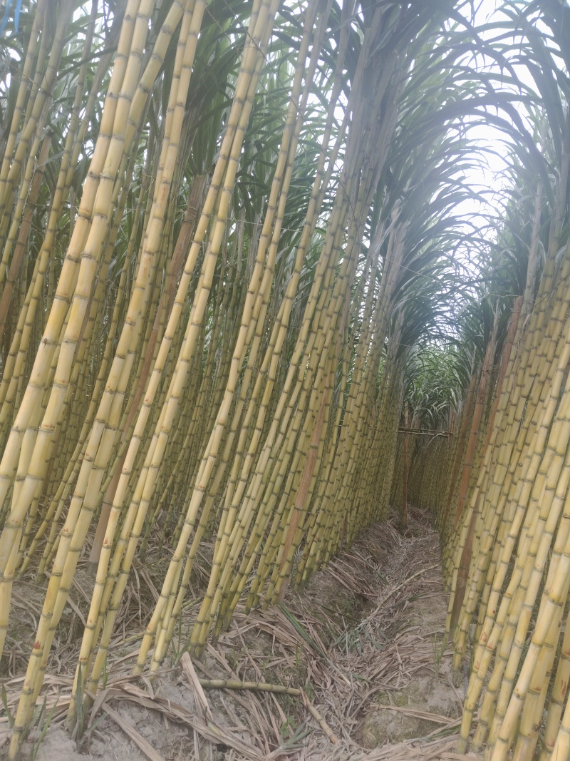 云南黄金甘蔗场地直发，整车走货，欢迎选购