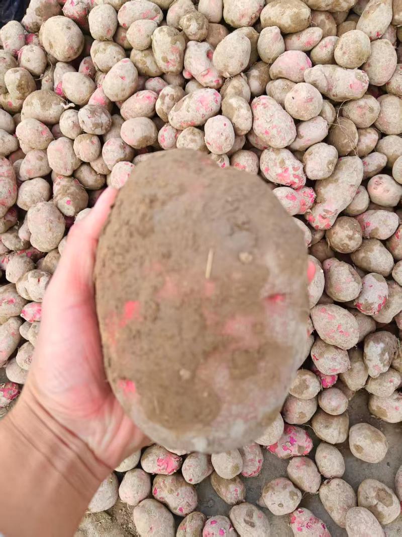 土豆