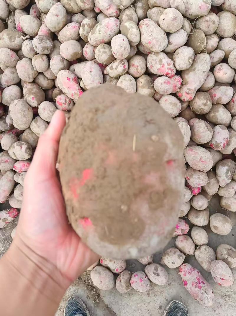 土豆