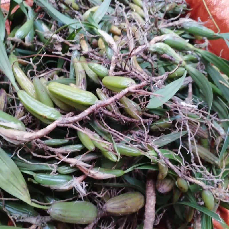 【产地直供】双叶大果石橄榄现货批发量大价优欢迎来电咨询
