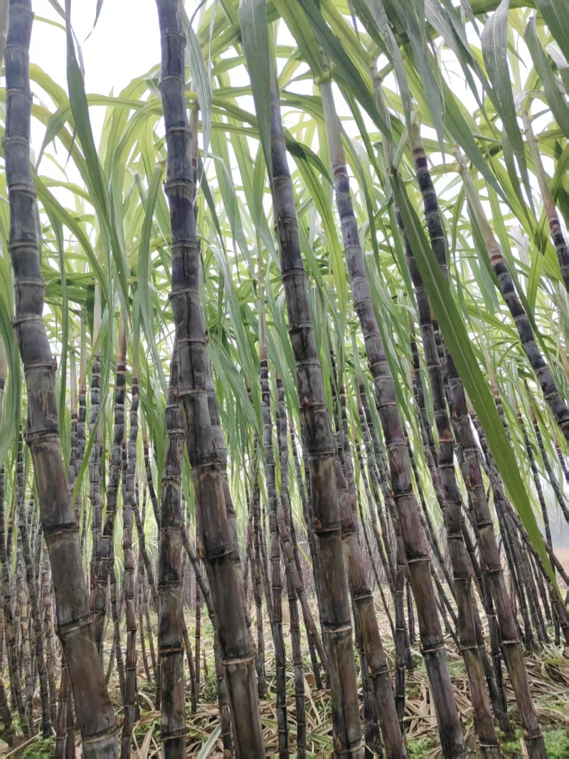 红皮甘蔗