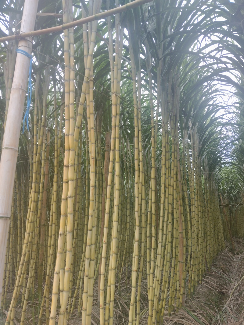 云南黄金甘蔗场地直发，整车走货，欢迎选购