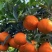 爱媛果冻橙水分足超甜支持代发
