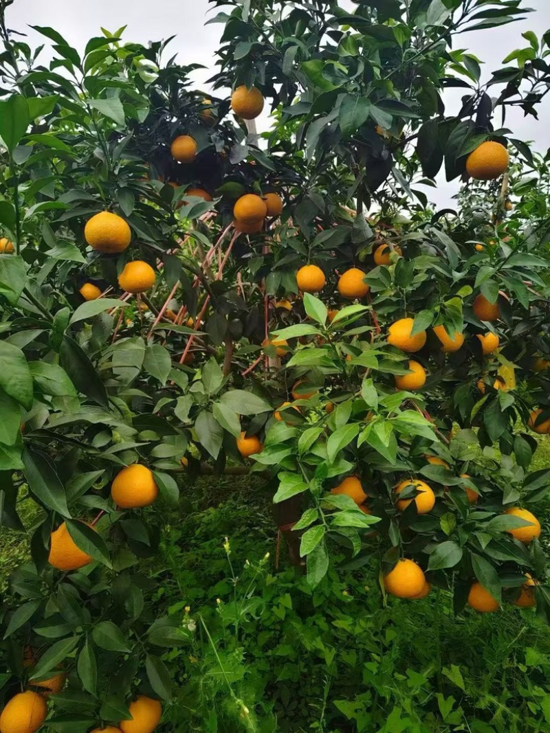 爱媛果冻橙水分足超甜支持代发
