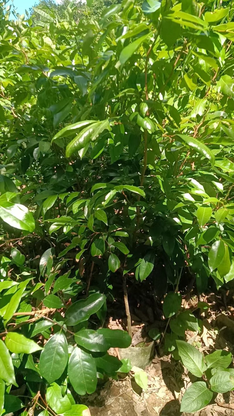 荔枝品种齐全无核桂味妃子笑三月红先进奉冰荔挂绿
