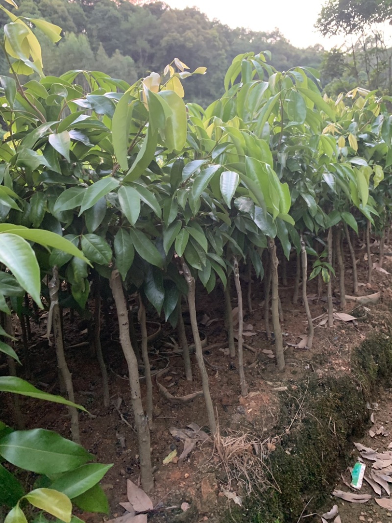 荔枝品种齐全无核桂味妃子笑三月红先进奉冰荔挂绿