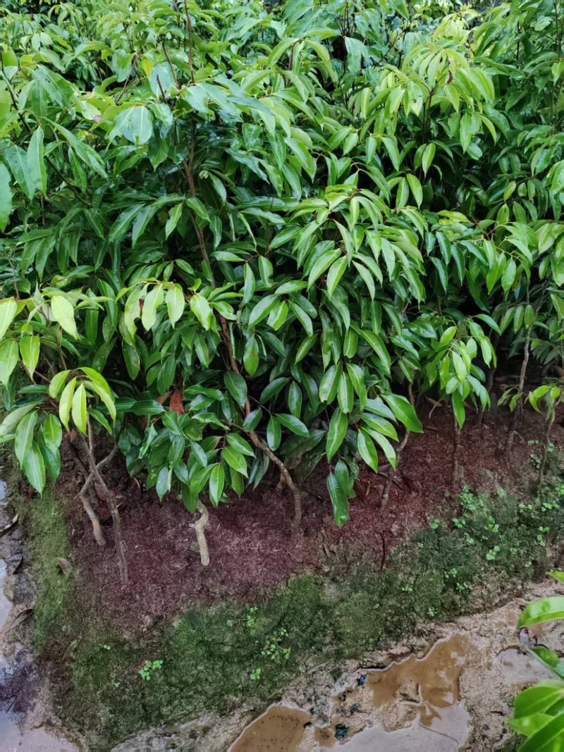 荔枝品种齐全无核桂味妃子笑三月红先进奉冰荔挂绿