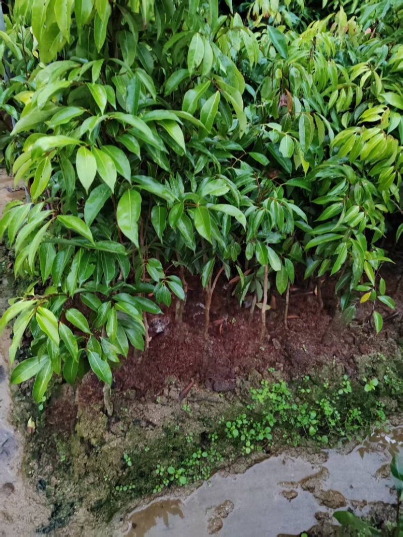 荔枝品种齐全无核桂味妃子笑三月红先进奉冰荔挂绿