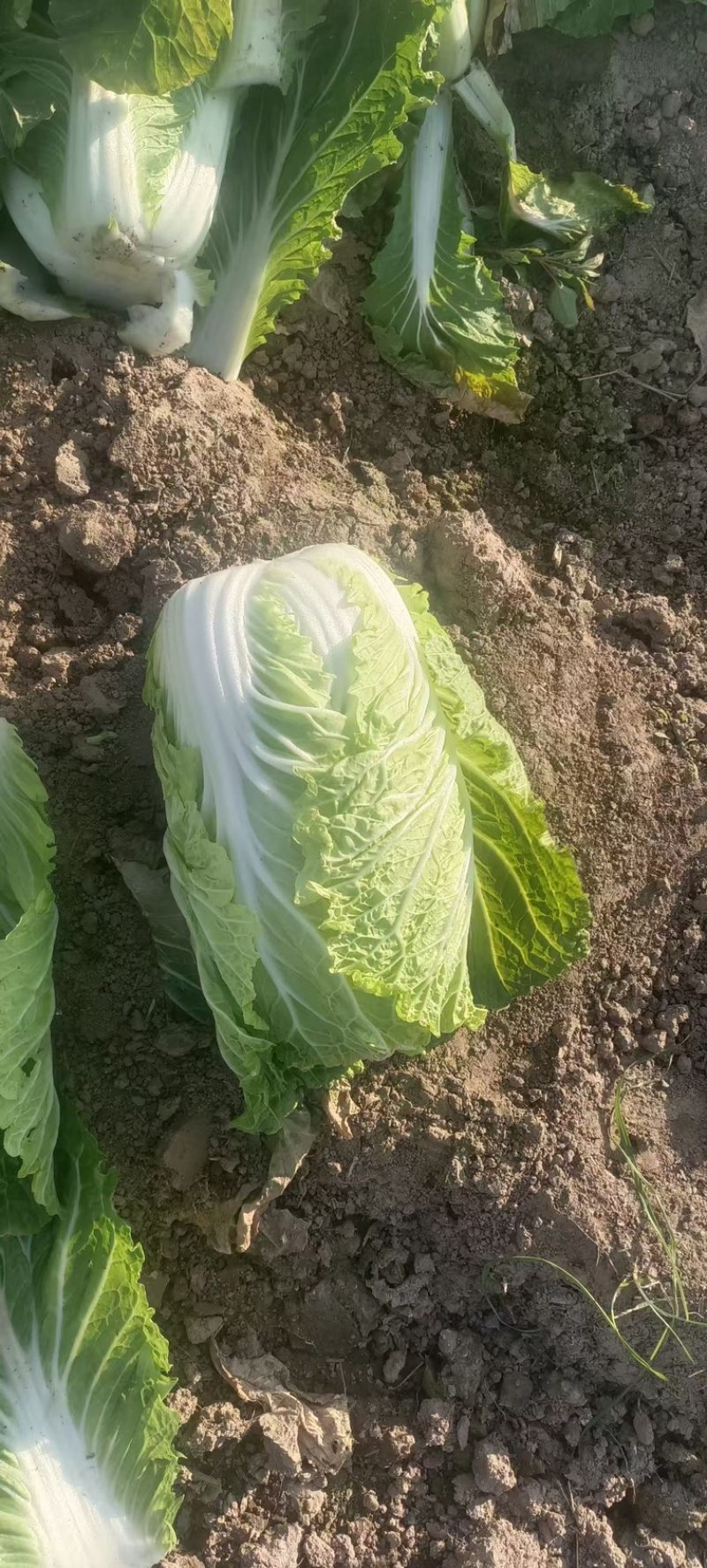大量供应黄心大白菜，产地直发，欢迎来电咨询，洽谈合作