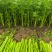 夏邑万亩芹菜大量上市质优价廉分拣运输一条龙价格低