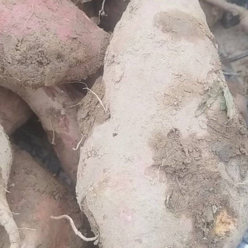 烟薯25