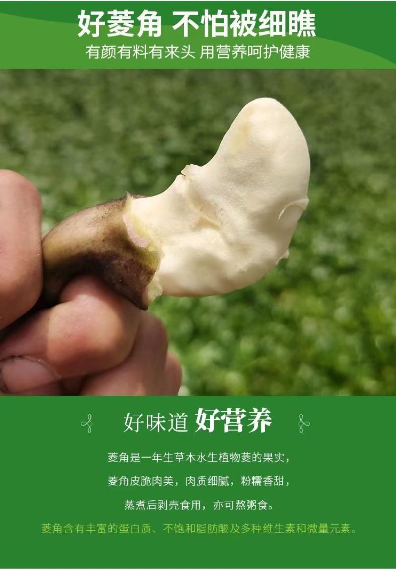 包邮）湖北菱角现摘特大粉糯老菱角洪湖凌角带壳新鲜整箱批发