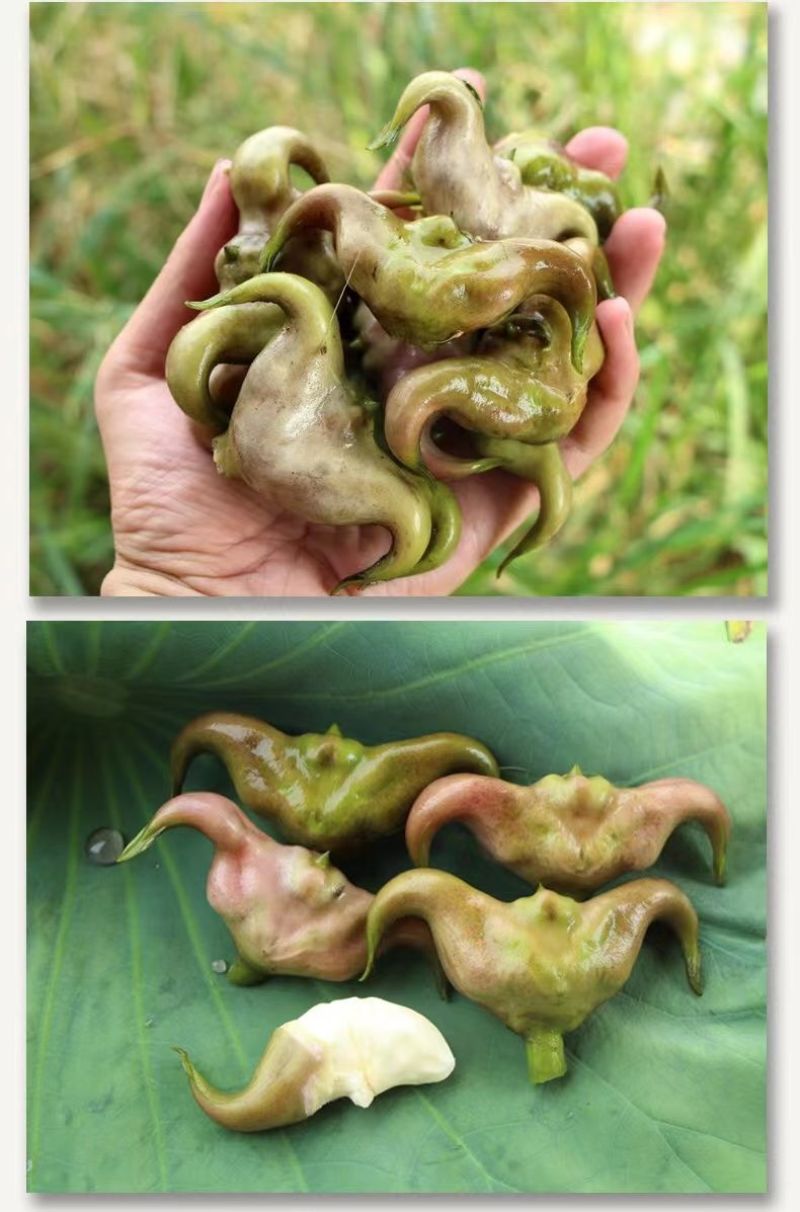 包邮）湖北菱角现摘特大粉糯老菱角洪湖凌角带壳新鲜整箱批发