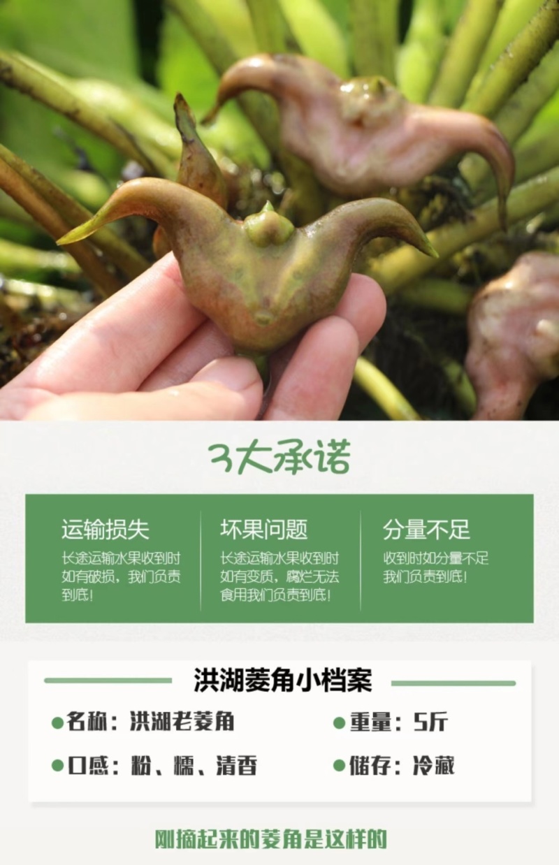 包邮）湖北菱角现摘特大粉糯老菱角洪湖凌角带壳新鲜整箱批发