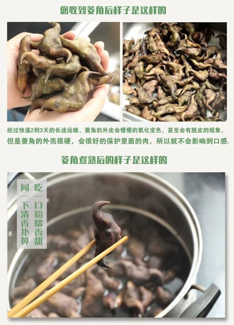 包邮）湖北菱角现摘特大粉糯老菱角洪湖凌角带壳新鲜整箱批发