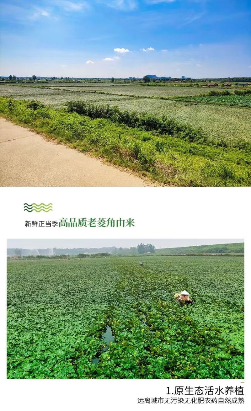 包邮）湖北菱角现摘特大粉糯老菱角洪湖凌角带壳新鲜整箱批发