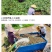 包邮）湖北菱角现摘特大粉糯老菱角洪湖凌角带壳新鲜整箱批发