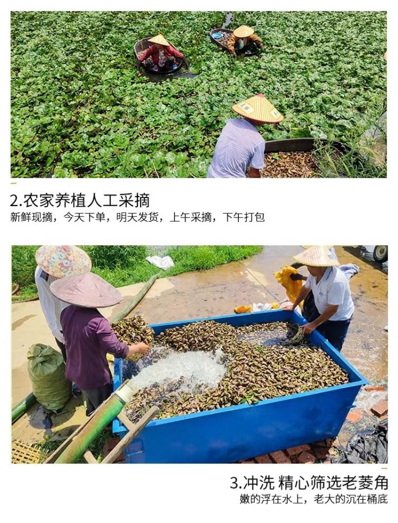 包邮）湖北菱角现摘特大粉糯老菱角洪湖凌角带壳新鲜整箱批发