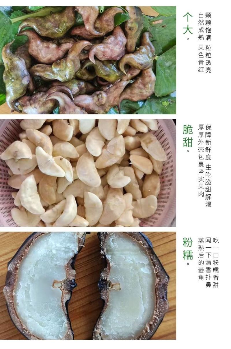 包邮）湖北菱角现摘特大粉糯老菱角洪湖凌角带壳新鲜整箱批发