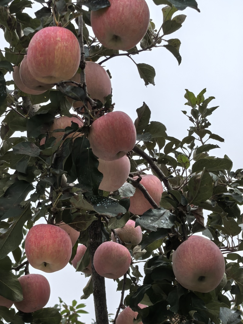 红富士苹果大量上市