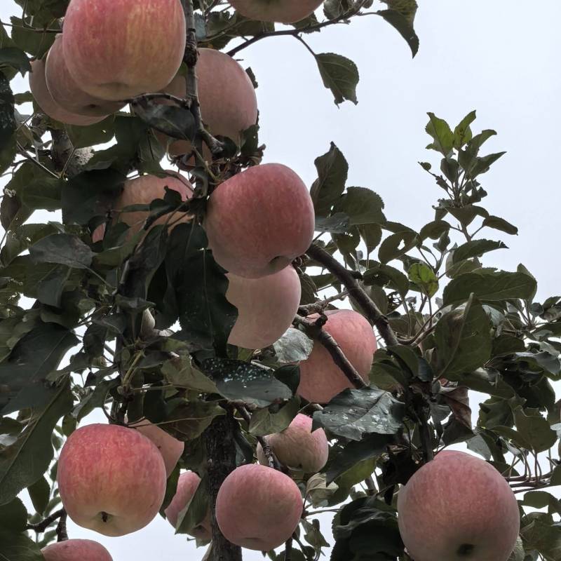 红富士苹果大量上市