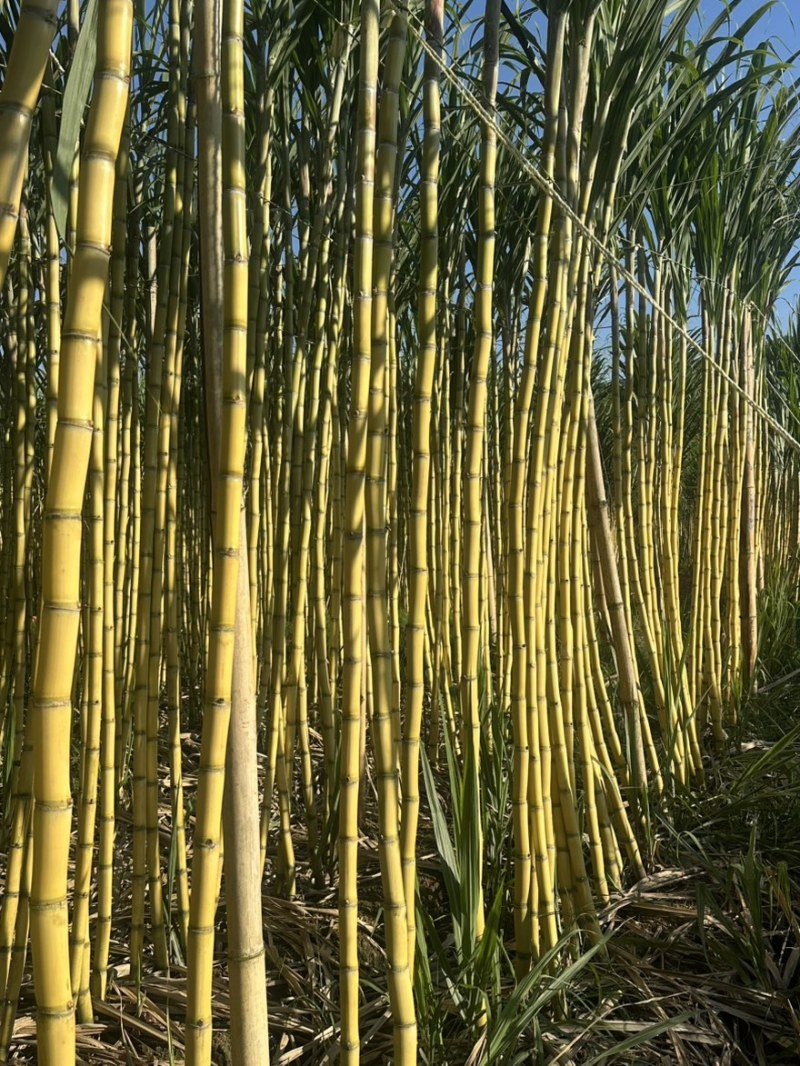 西双版纳黄金甘蔗，产地直发，信誉至上，品质保证，视频看货