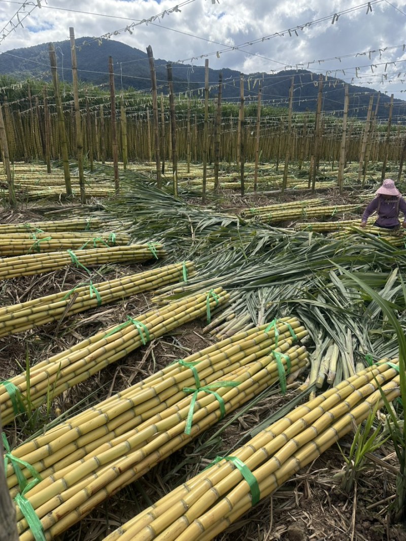 西双版纳黄金甘蔗，产地直发，信誉至上，品质保证，视频看货