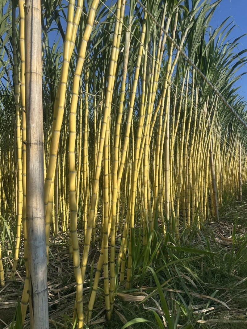 西双版纳黄金甘蔗，产地直发，信誉至上，品质保证，视频看货