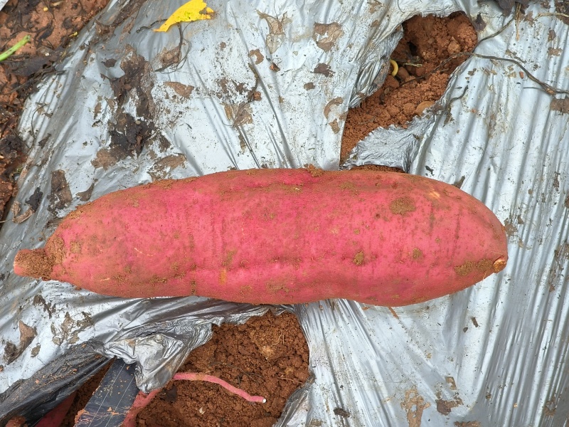 西瓜红蜜薯