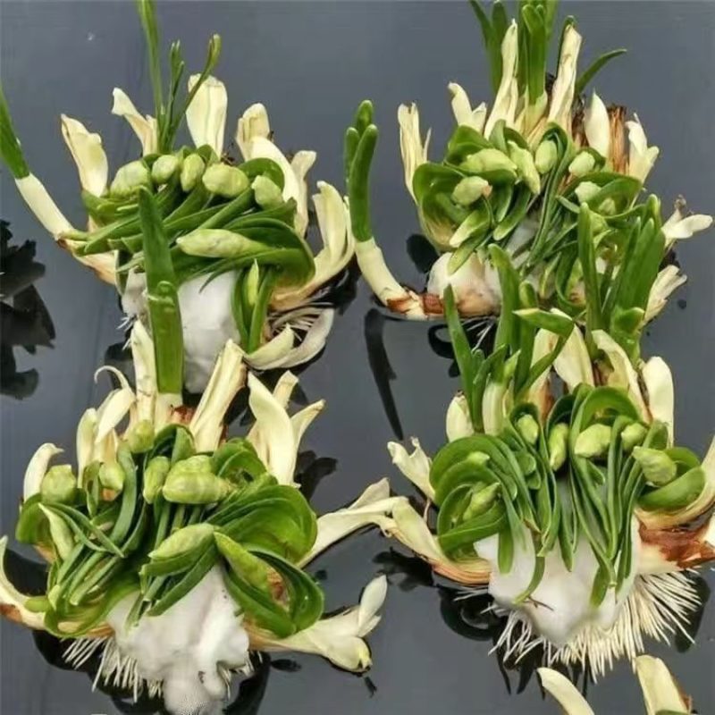 雕刻水仙花批发