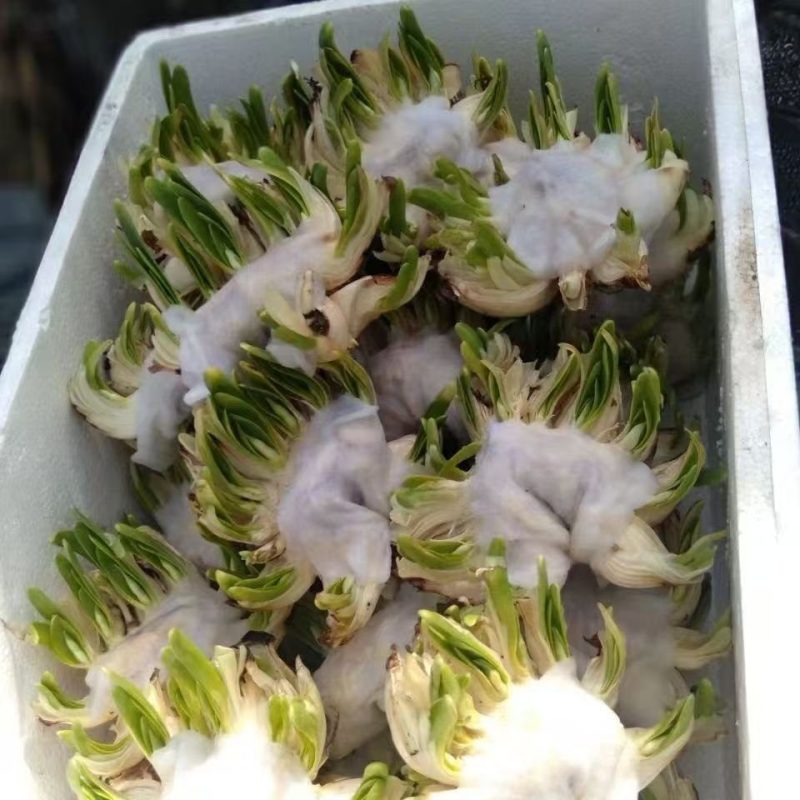 雕刻水仙花