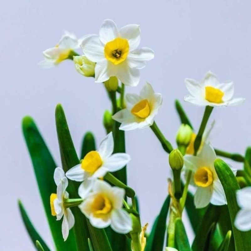 雕刻水仙花