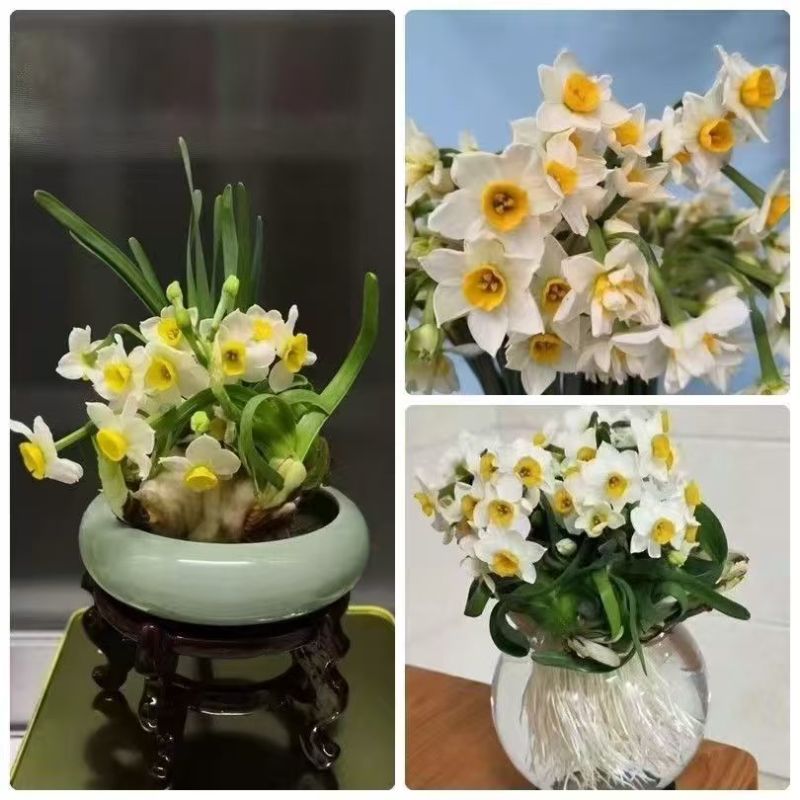 雕刻水仙花