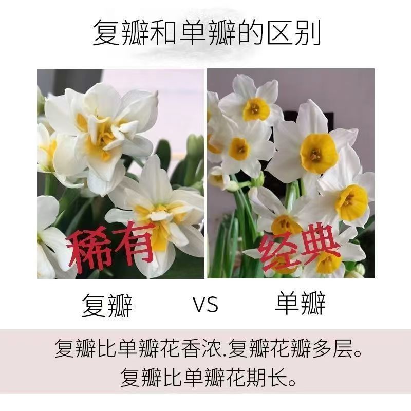 雕刻水仙花