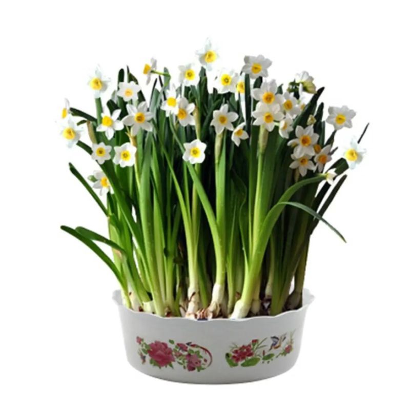 雕刻水仙花