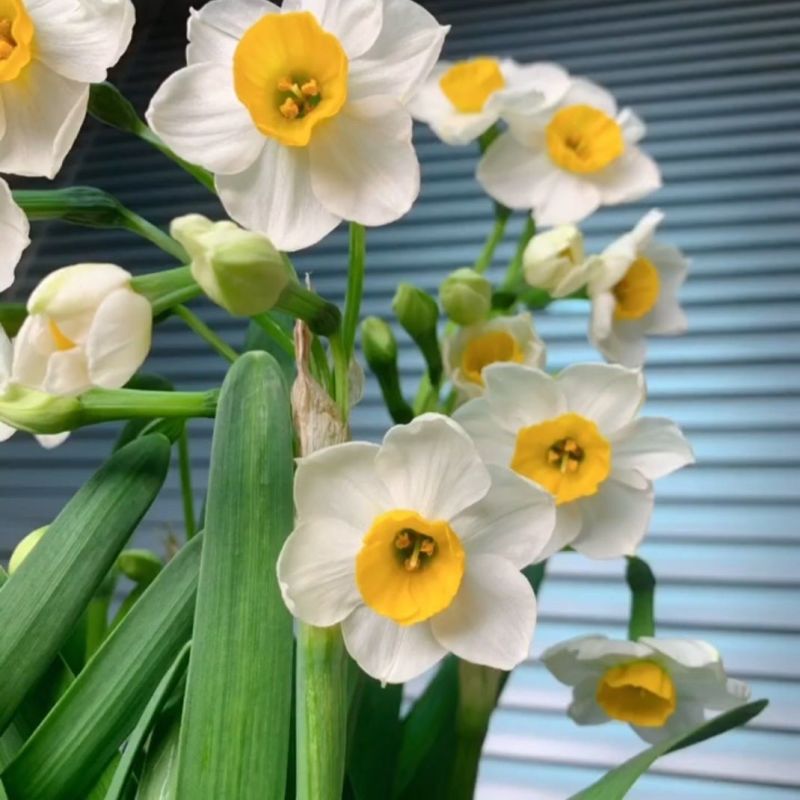 雕刻水仙花
