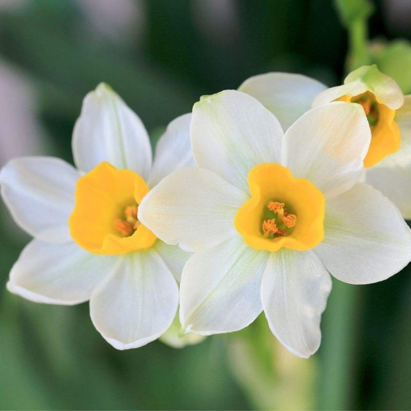雕刻水仙花
