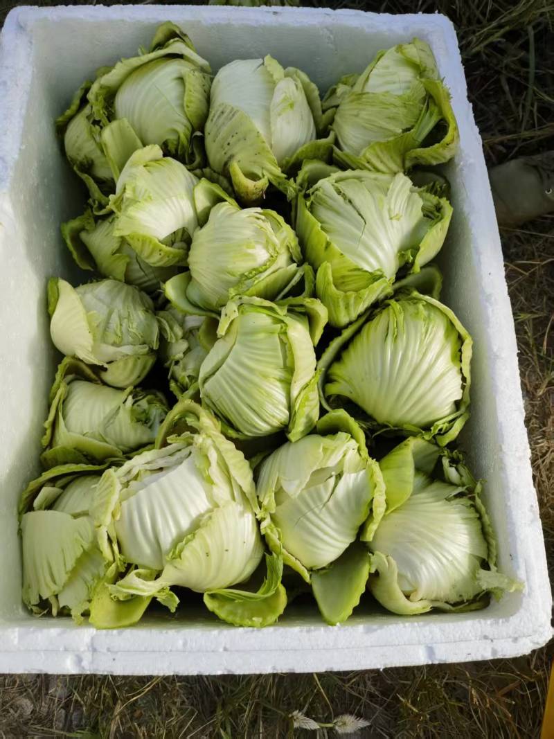 芥菜，包心芥菜，菜球