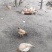 林地散养生态鸡
