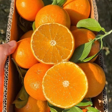 眉山市爱媛38果冻橙