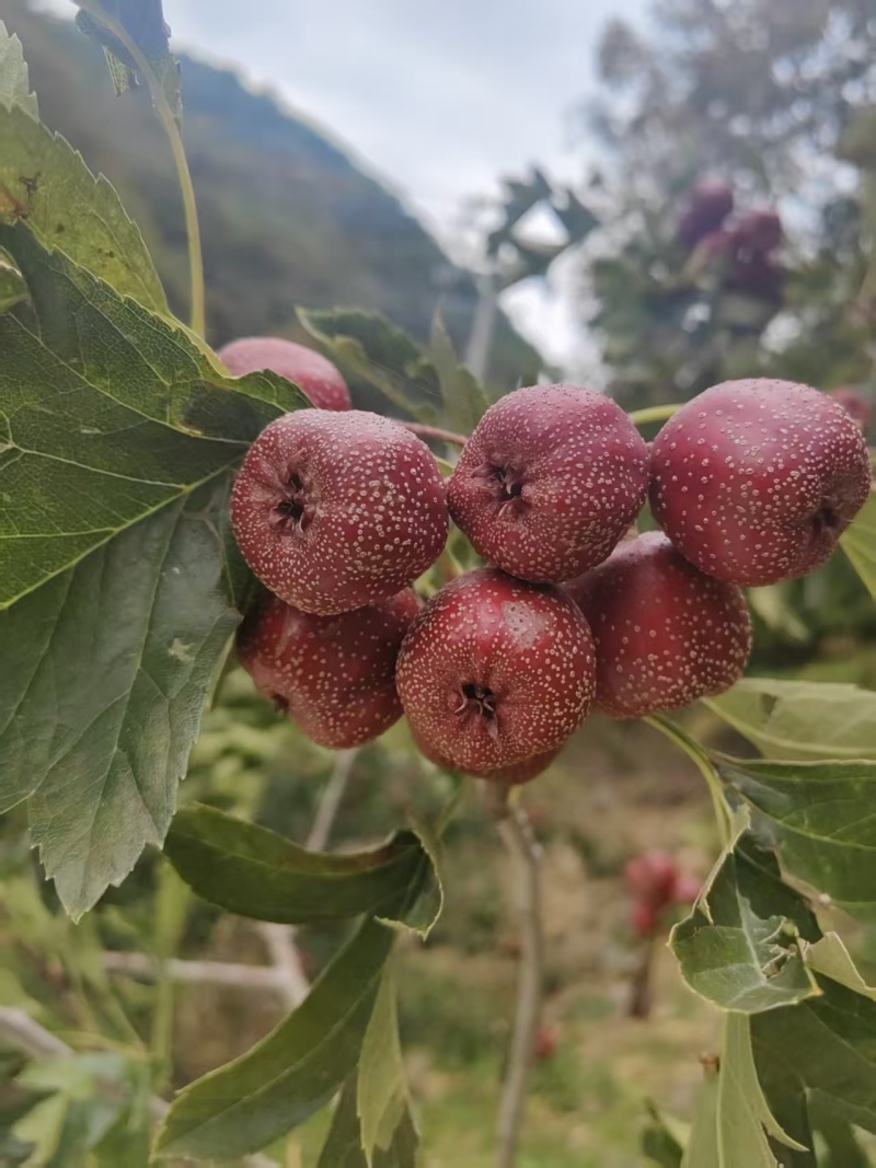 【产地】河北承德秋果铁山楂颜色鲜亮产地现摘一手货源
